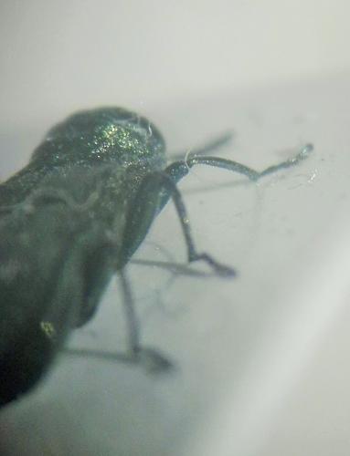 Réf. 261 777 : Agrilus viridis